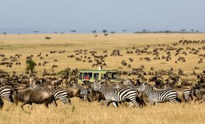 Kenya Safari Tours