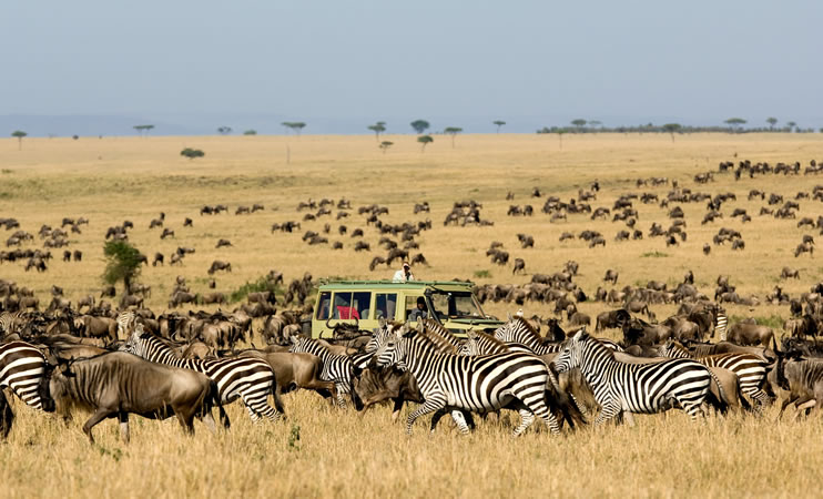  Great Wildebeest Migration Safari