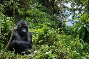 Gorilla Trekking in Rwanda