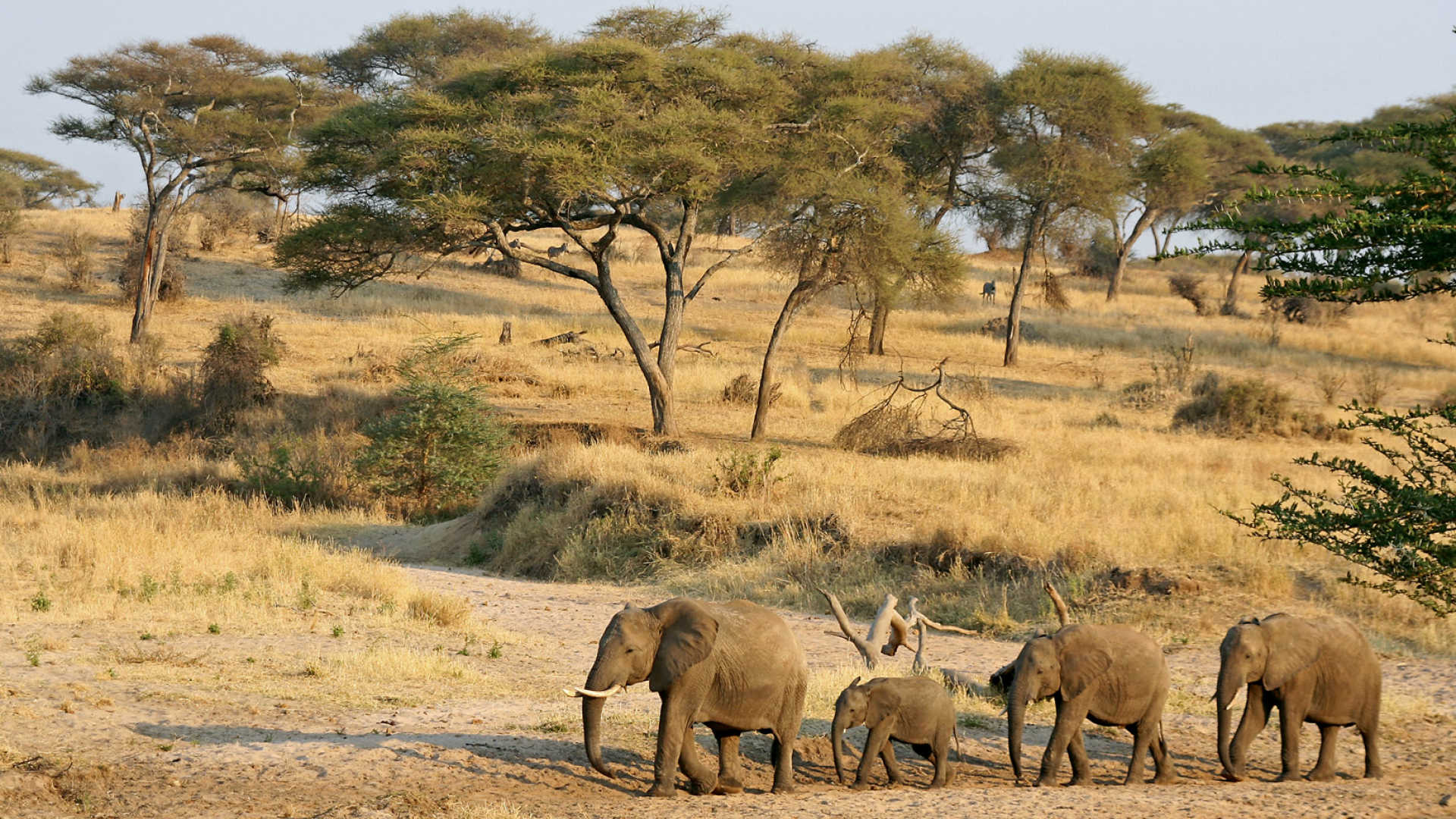 Tanzania Serengeti Safari and Gorilla Trek in Uganda