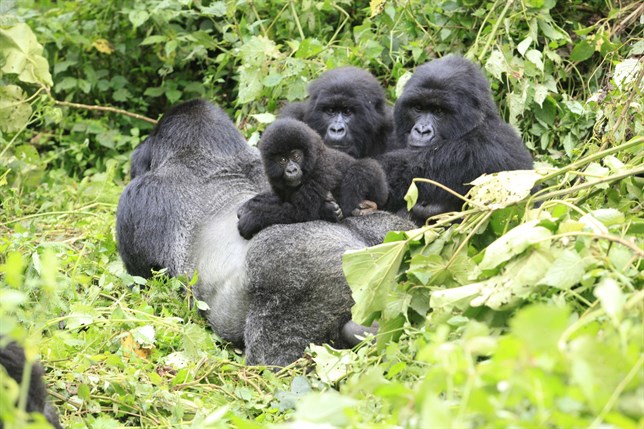 Rwanda Gorilla, Dian Fossey Visit and Golden Monkey Tracking