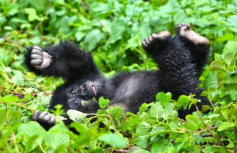  Tanzania Safaris and Gorilla Trekking in Uganda and Congo