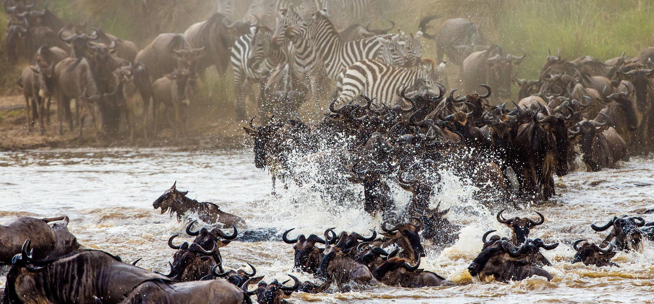  Encounter Photographic Trip in Mara and Serengeti