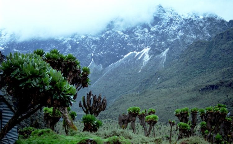 Mountain Rwenzori Hike and Gorilla Trek in Uganda