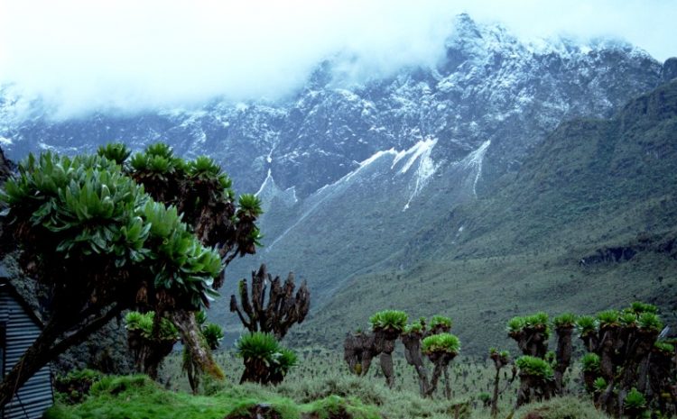  Mountain Rwenzori Hike and Gorilla Trek in Uganda